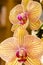 Two orchids are blooming