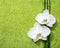 Two orchids and branches of bamboo lying on light green terry towel. Viewed from above