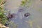 Two ordinary brown marsh frog in th mating season in the spring