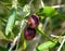 Two organically grown black olives on a branch before harvesting olives