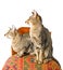 Two oriental cats sitting on chair