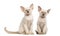 Two Oriental Shorthair kittens sitting