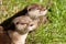 Two Oriental Small-Clawed Otters resting