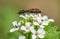 Two ornate shield bugs mating on wildflower