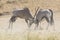 Two Oryx fight for dominance in the hot Kalahari