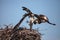 Two ospreys Pandion haliaetus do battle over a nest