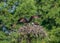 Two ospreys on their nest. Pandion haliaetus.