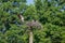 Two ospreys on their nest. Pandion haliaetus.