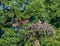 Two ospreys on their nest. Pandion haliaetus.