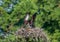 Two ospreys on their nest. Pandion haliaetus.