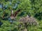 Two ospreys on their nest. Pandion haliaetus.