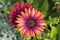 Two Osteospermum `Elite Ruby` Flowers