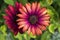 Two Osteospermum `Elite Ruby` Flowers - Closer View