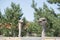 Two ostrich heads on a sunny summer day at an ostrich farm. Two curious ostriches, one out of focus. Beautiful large, flightless