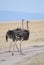 Two ostrich standing in the African savannah