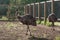 Two ostriches in a fenced aviary. Eco farm on a bright sunny summer day