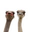 Two ostriches heads isolated