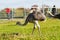 Two ostriches at the natural park eatitng green grass