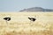 Two ostriches in the savannah, Namibia