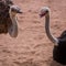 Two ostriches talking