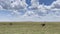 Two ostriches walk through a green field in the Serengeti National Park. Long shot. Safari in Tanzania