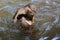 Two otter playing on the river.