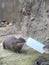 Two otters playing
