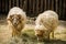 Two ouessant sheep