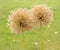 Two overblown blossoms of allium giganteum