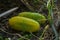 Two overripe cucumbers in the greenhouse in the fall