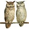 Two owl on an isolated white background, watercolor drawing. forest birds. Eagle owl