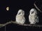 Two owlets perching on tree branch