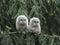 Two owlets perching on tree branch