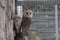 Two owls sitting next to each other lookinf into camera in aviary