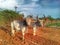 Two ox in farm work