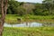 Two oxen grazing on the shores of a small lake.