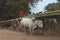 Two oxen pulling wooden cart on dusty road , Myanmar