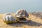 Two oyster shells in closeup, ocean and beach background, marine life animal shell