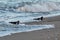 Two Oystercatcher Birds on Greystones Beach in the Surf