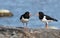Two oystercatchers by sea