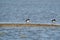 Two oystercatchers in the water. A strip of sand in the foreground. The birds with orange legs in shallow water
