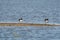 Two oystercatchers in the water. A strip of sand in the foreground. The birds with orange legs in shallow water