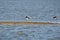 Two oystercatchers in the water. A strip of sand in the foreground. The birds with orange legs in shallow water