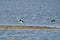 Two oystercatchers in the water. A strip of sand in the foreground. The birds with orange legs in shallow water