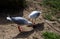 Two Pacific Gulls (Larus pacificus) finds chicken meat