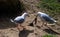 Two Pacific Gulls (Larus pacificus) finds chicken meat