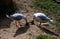 Two Pacific Gulls (Larus pacificus) finds chicken meat