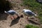 Two Pacific Gulls (Larus pacificus) finds chicken meat