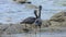 Two pacific reef egrets fighting