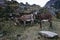 Two pack mules tied grazing in Taullipampa camp on the trekking of the quebrada santa cruz